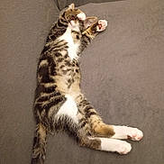 Kiwi participe au concours pour gagner de l'argent avec cette photo : animal, cat, couch, cozy, cute, domestic, fur, furniture, indoor, kitten, mammal, paw, pet, pink_paw_pads, relaxing, resting, sleeping, stretching, tabby, whiskers