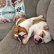Buddy joined the competition — help win amazing prizes! bulldog, dog, sleeping, couch, blanket, indoor, pet, snuggling, paw, tongue_out, relaxed, brown_and_white, fur, home, cozy, resting, living_room, companion, animal, cute