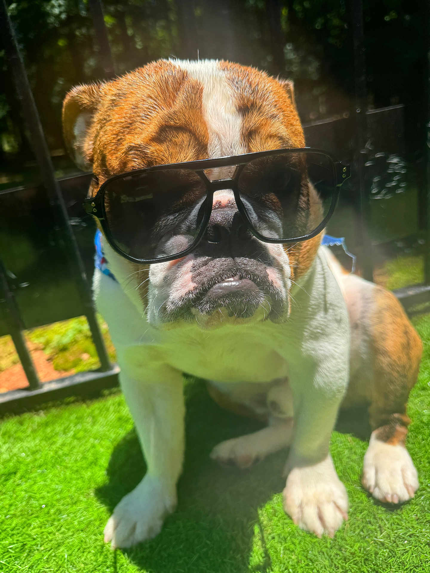 Buddy joined the competition — help win amazing prizes! bulldog, dog, sunglasses, outdoor, sunlight, grass, pet, animal, canine, portrait, summer, shade, cute, funny, closeup, nature, leisure, expression, daylight, fence