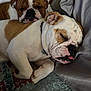 Buddy is registered to the contest to win money with this photo: dog, bulldog, sleeping, resting, cozy, blanket, pillow, indoor, pet, animal, cute, snuggling, companion, tongue_out, fur, relaxing, closeup, friendship, domestic, bed