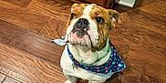 Buddy joined the competition — help win amazing prizes! bulldog, dog, pet, bandana, wooden_floor, indoor, looking_up, cute, adorable, canine, animal, brown_and_white, flooring, domestic, companion, small_teeth, ears, snout, collar, home