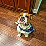adorable, animal, bandana, brown_and_white, bulldog, canine, collar, companion, cute, dog, domestic, ears, flooring, home, indoor, looking_up, pet, small_teeth, snout, wooden_floor