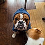 Buddy is registered to the contest to win money with this photo: dog, bulldog, hoodie, blue_hoodie, pet, indoor, wooden_floor, brown_spots, canine, companion, cute, animal, fur, looking_up, two_dogs, domestic, friendly, close_up, flooring, house