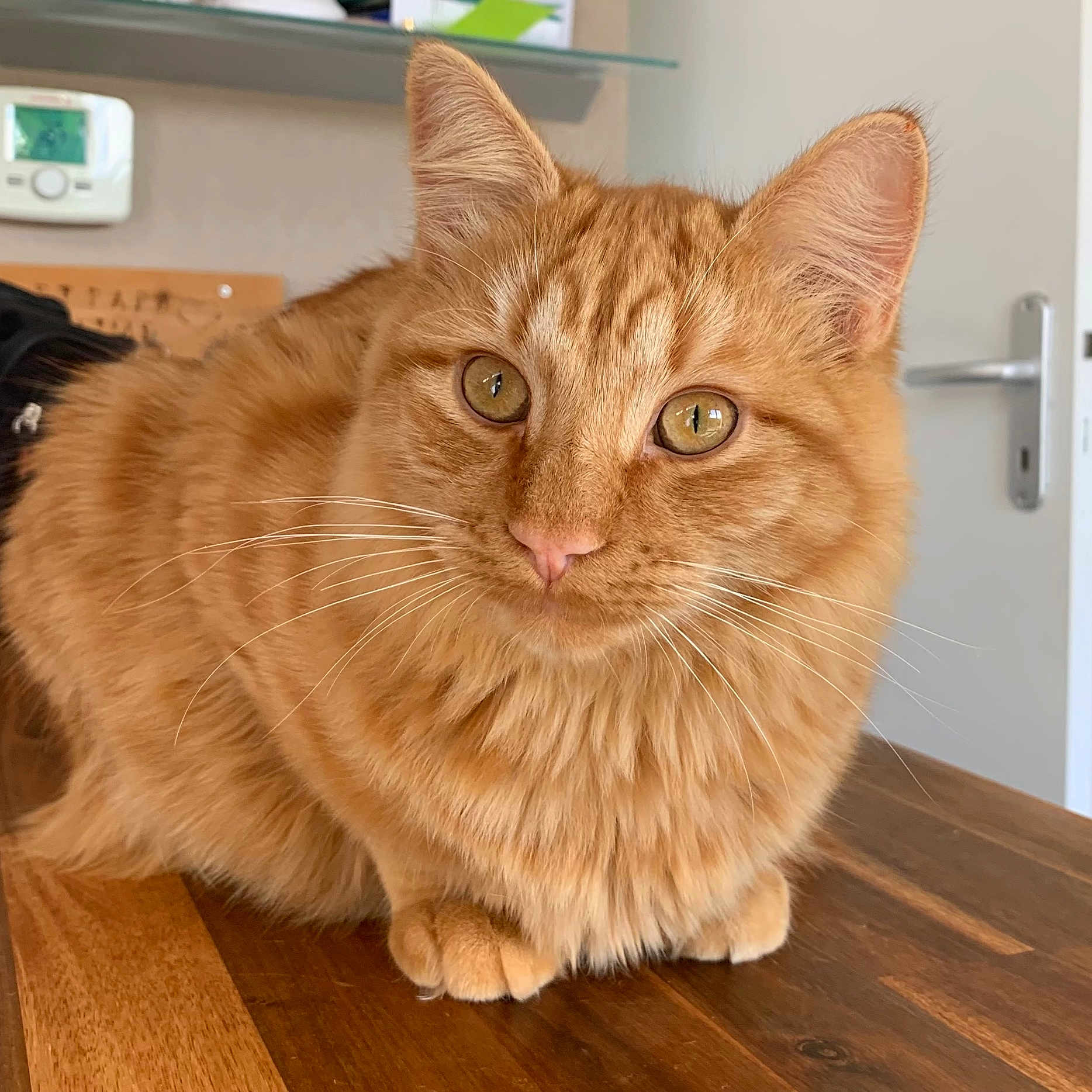 Simba participe au concours pour gagner de l'argent avec cette photo : animal, cat, closeup, cozy, curious, domestic_cat, ears, eyes, feline, fluffy, fur, ginger_cat, home, indoor, pet, portrait, sitting, table, whiskers, wood