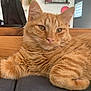Simba a rejoint le concours — aidez-le/la à gagner de superbes lots ! cat, orange_tabby, feline, pet, fur, whiskers, relaxed, indoor, cushion, wood, closeup, portrait, animal, domestic_cat, ears, eyes, nose, paw, resting, soft_light