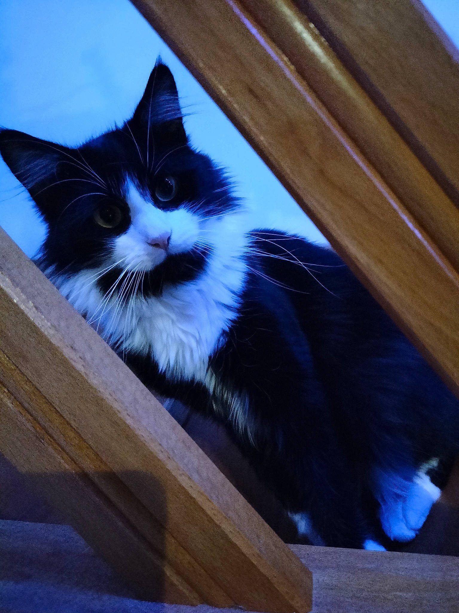 Pluto a rejoint le concours — aidez-le/la à gagner de superbes lots ! automotive_tire, blue, carnivore, cat, domestic_short_haired_cat, electric_blue, felidae, fur, hardwood, paw, plank, sitting, small_to_medium_sized_cats, snout, tail, tints_and_shades, whiskers, window, wood, wood_stain