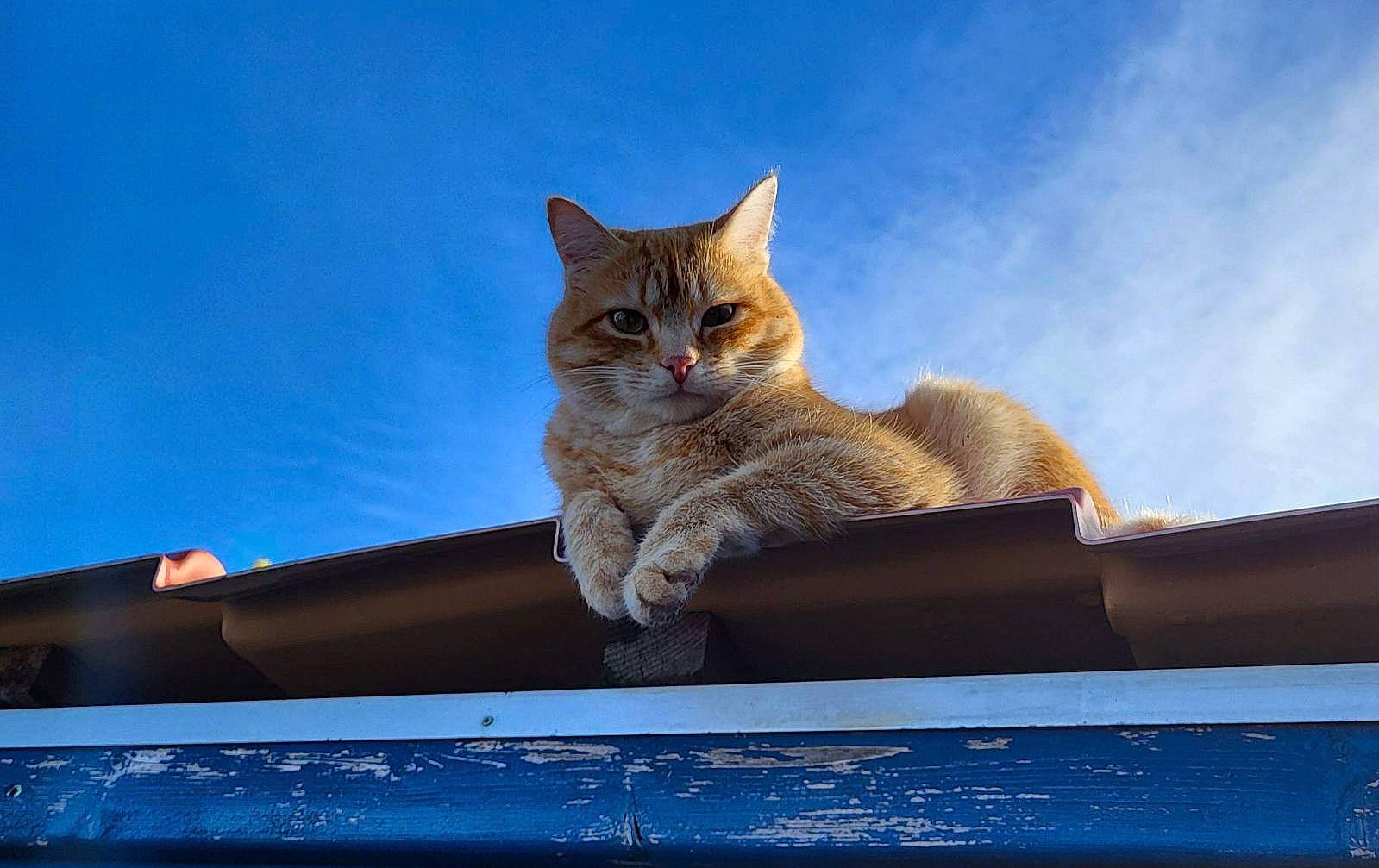 Charly participe au concours pour gagner de l'argent avec cette photo : abyssinian, animal, architecture, building, cat, gutter, hardwood, horizon, house, housing, kitten, manx, nature, outdoors, pet, roof, shelter, sky, stainedwood, wood