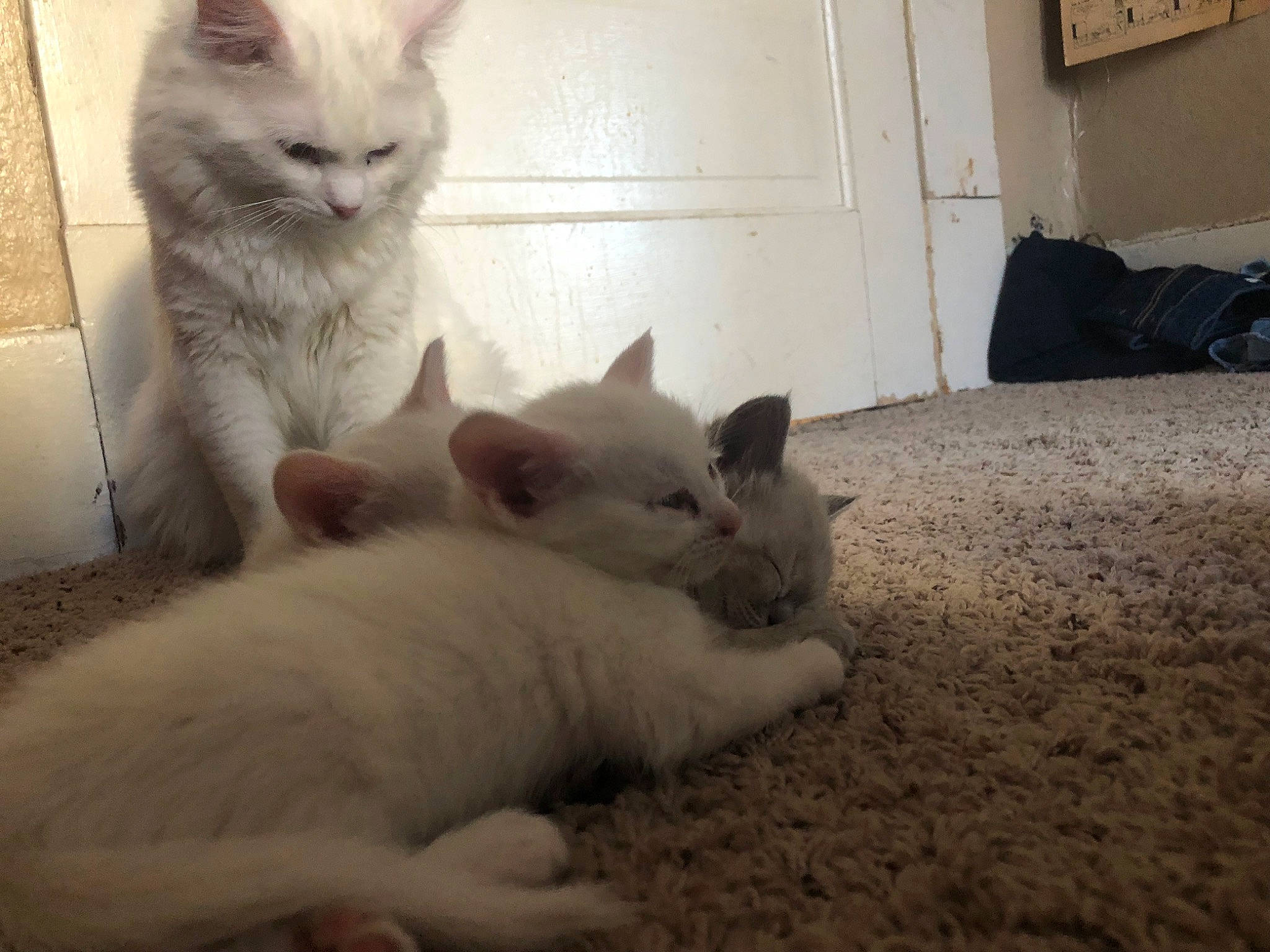 Poe joined the competition — help win amazing prizes! bag, carnivore, cat, claw, comfort, domestic_short_haired_cat, door, fang, fawn, felidae, fur, luggage_and_bags, mammal, nap, paw, small_to_medium_sized_cats, snout, tail, whiskers