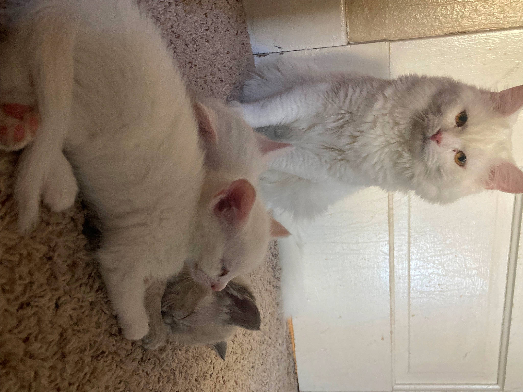 Poe joined the competition — help win amazing prizes! animal_shelter, carnivore, cat, claw, domestic_short_haired_cat, fawn, felidae, fur, mammal, paw, pet_supply, small_to_medium_sized_cats, snout, tail, terrestrial_animal, whiskers