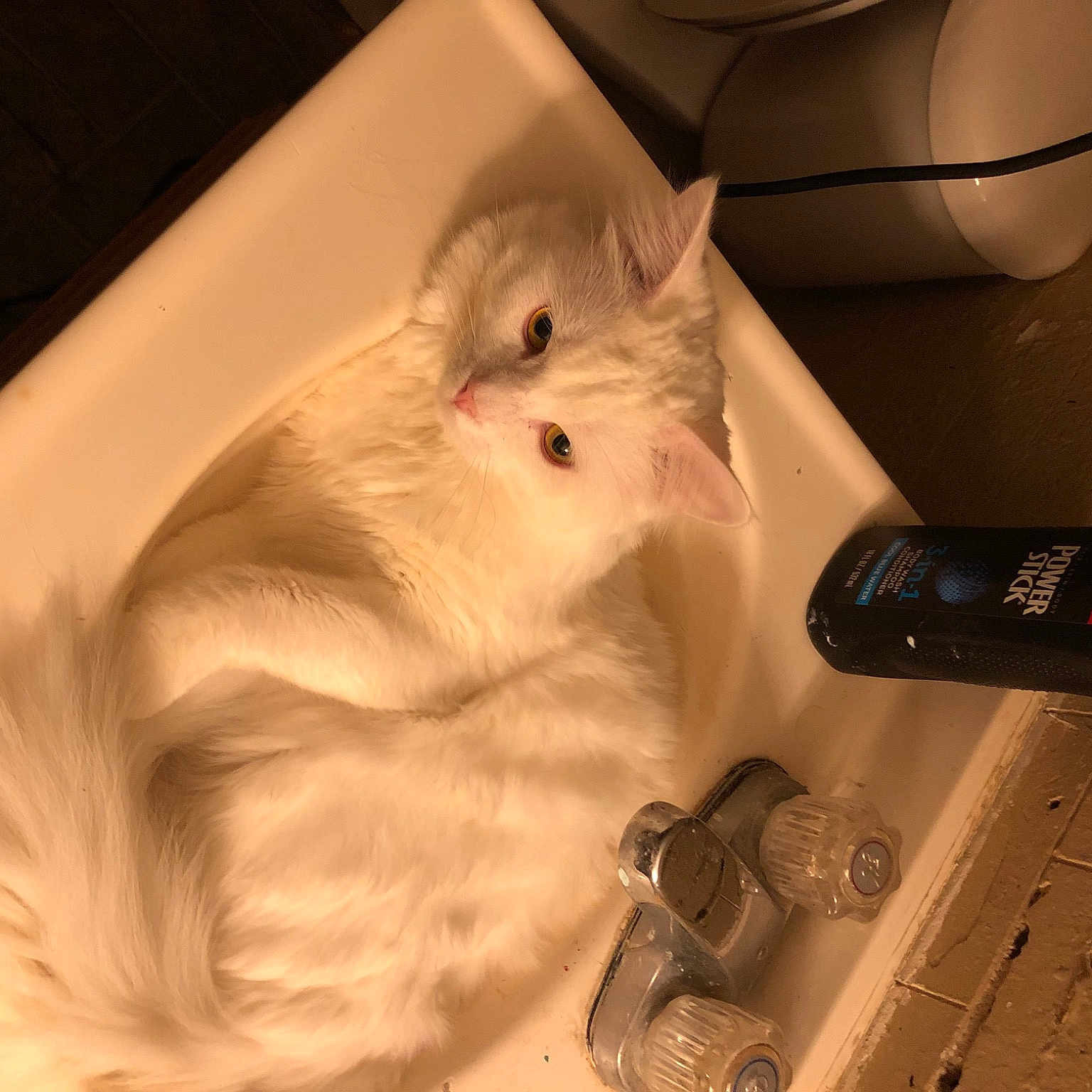 Poe joined the competition — help win amazing prizes! box, carnivore, cat, communication_device, companion_dog, dog_breed, fawn, felidae, fur, gadget, mobile_phone, paw, portable_communications_device, small_to_medium_sized_cats, snout, tail, telephony, toy, vertebrate, whiskers