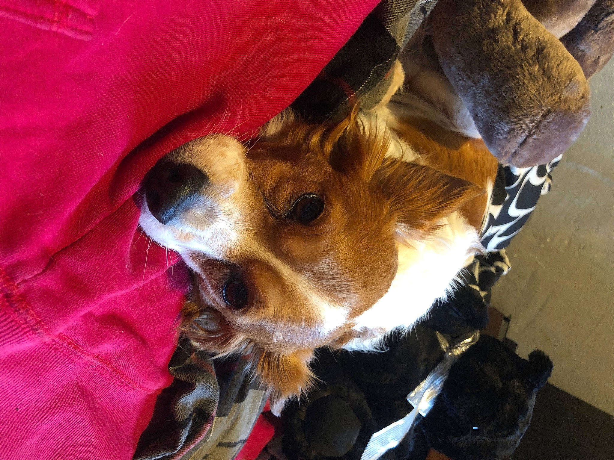 Gizmo joined the competition — help win amazing prizes! carnivore, companion_dog, corgi_chihuahua, dog, dog_breed, dog_supply, fawn, fur, hat, small_terrier, sporting_group, sunglasses, toy_dog, whiskers, working_animal