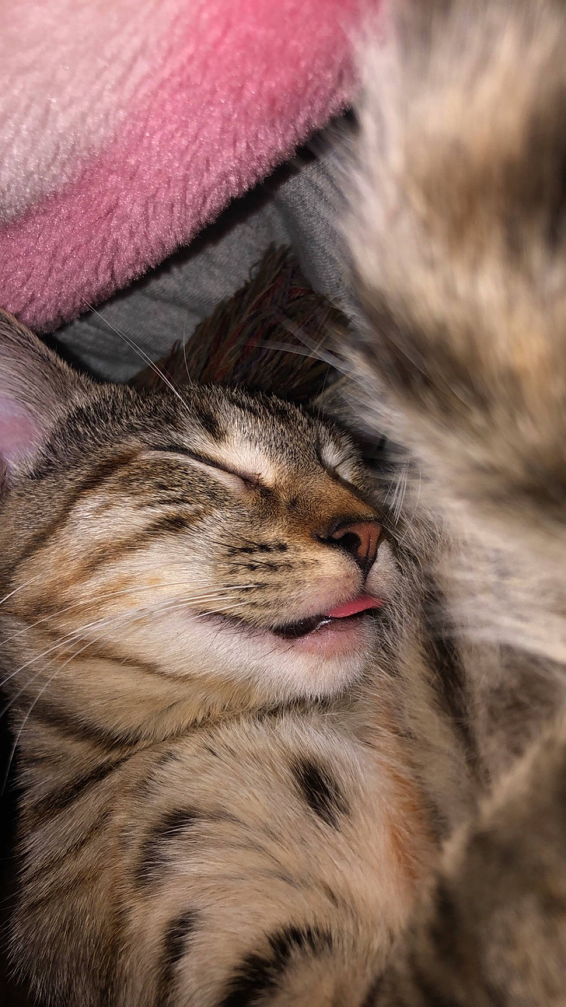 Abu joined the competition — help win amazing prizes! carnivore, cat, claw, close_up, domestic_short_haired_cat, eye, fawn, felidae, fur, grass, human_leg, nap, paw, small_to_medium_sized_cats, snout, tail, terrestrial_animal, tree, whiskers, wildlife