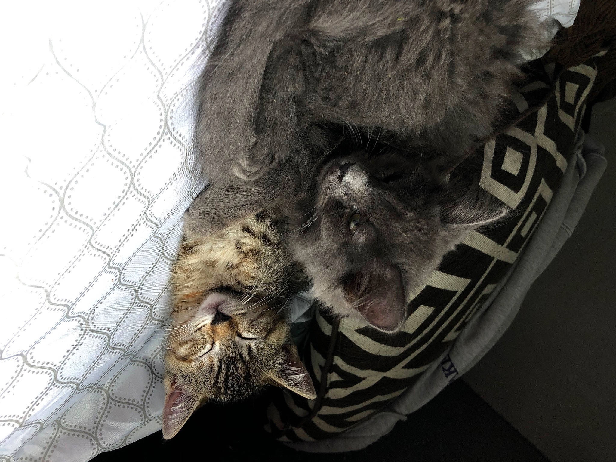 Abu joined the competition — help win amazing prizes! art, carnivore, cat, claw, domestic_short_haired_cat, feather, felidae, fur, grey, mesh, monochrome, monochrome_photography, pattern, small_to_medium_sized_cats, tail, terrestrial_animal, tree, whiskers, wing, wire_fencing