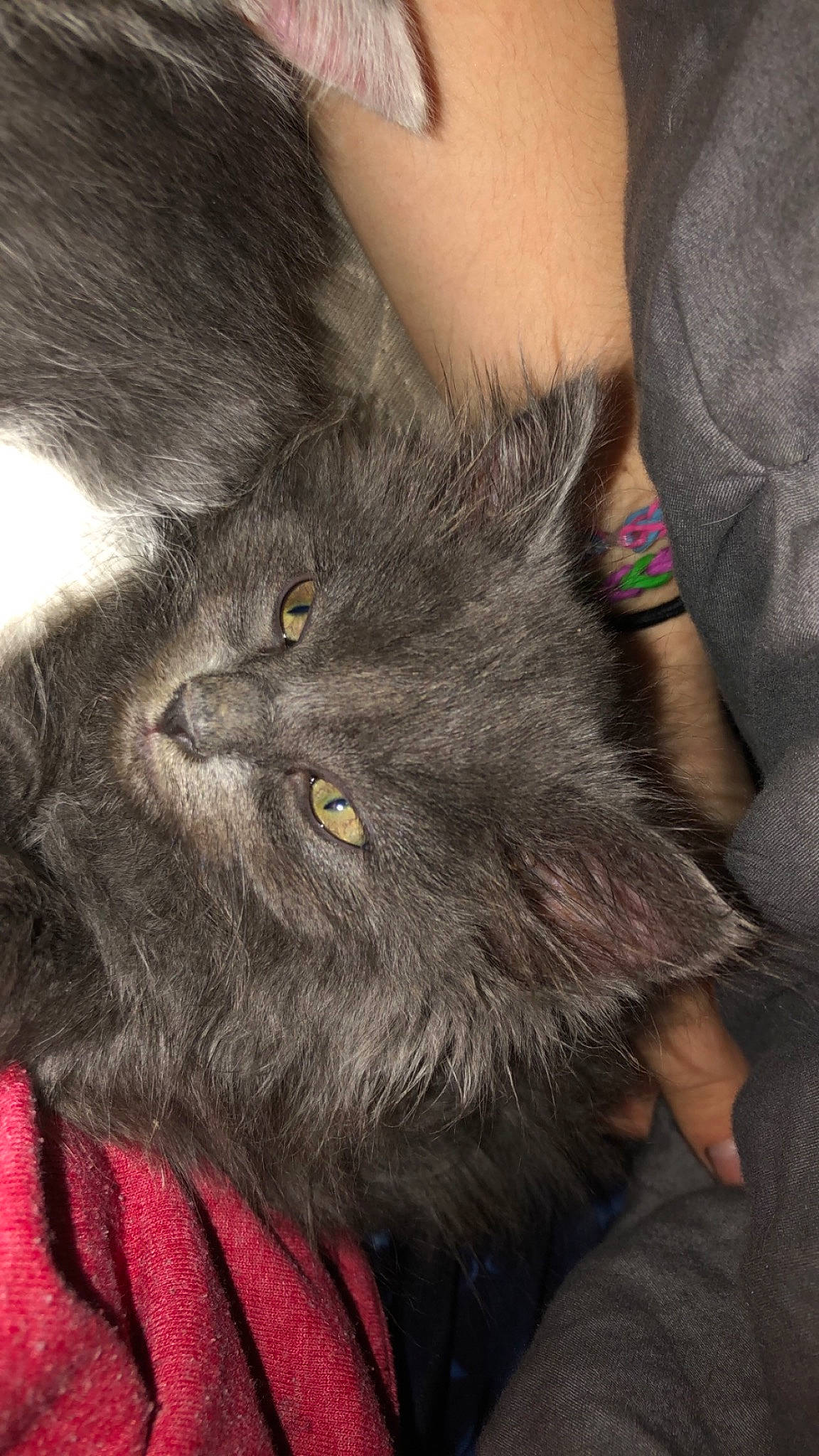 India is registered to the contest to win money with this photo: black_cat, carnivore, cat, claw, comfort, domestic_short_haired_cat, felidae, fur, grey, human_leg, paw, small_to_medium_sized_cats, snout, tail, terrestrial_animal, whiskers