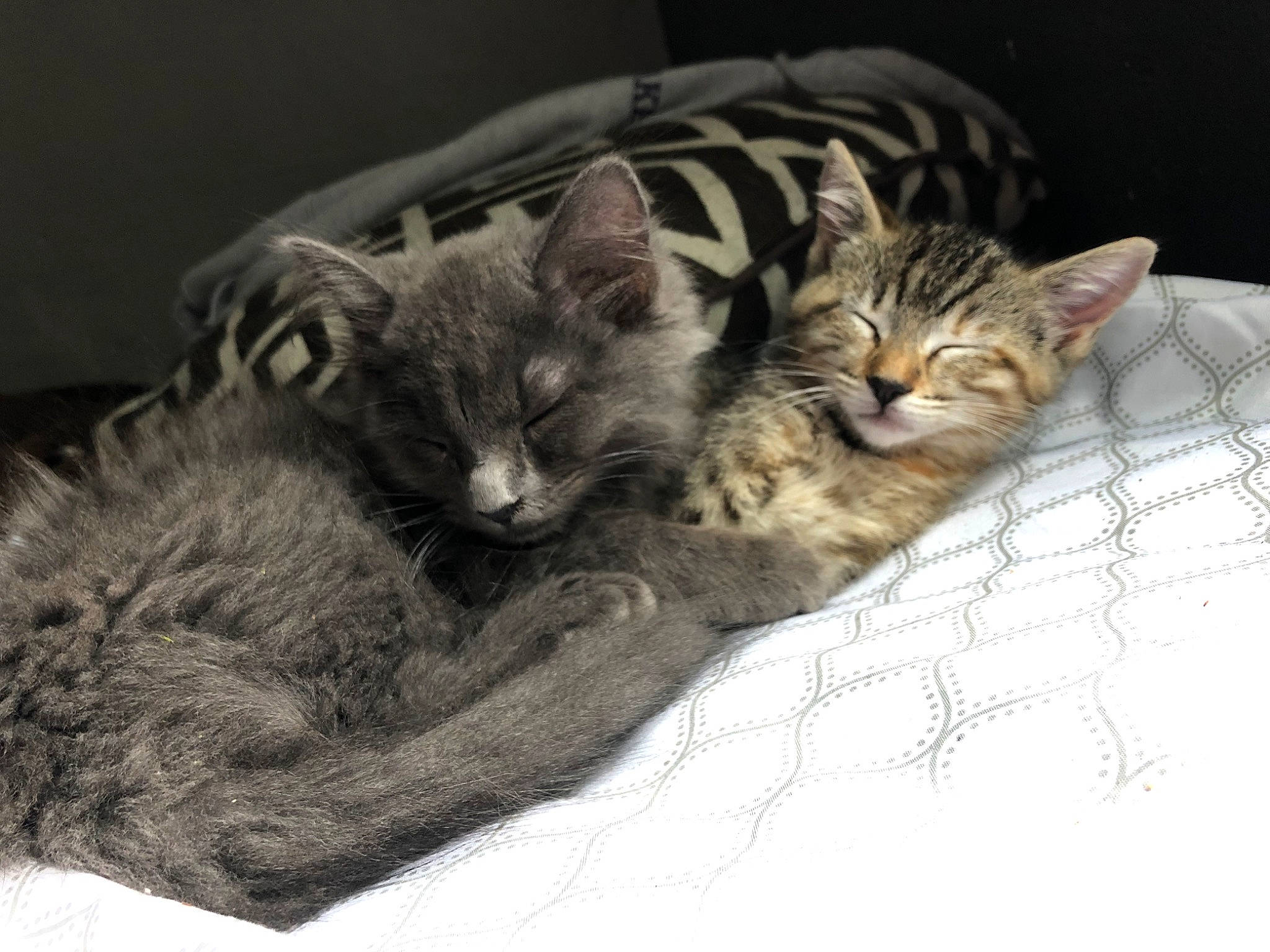 India is registered to the contest to win money with this photo: carnivore, cat, cat_bed, cat_supply, claw, comfort, domestic_short_haired_cat, felidae, fur, paw, pet_supply, small_to_medium_sized_cats, tail, whiskers