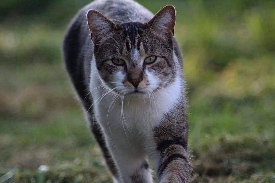 Leo a rejoint le concours — aidez-le/la à gagner de superbes lots ! carnivore, cat, domestic_short_haired_cat, eye, felidae, fur, grass, groundcover, natural_landscape, paw, photo_caption, plant, small_to_medium_sized_cats, snout, tail, terrestrial_animal, tree, whiskers, wildlife
