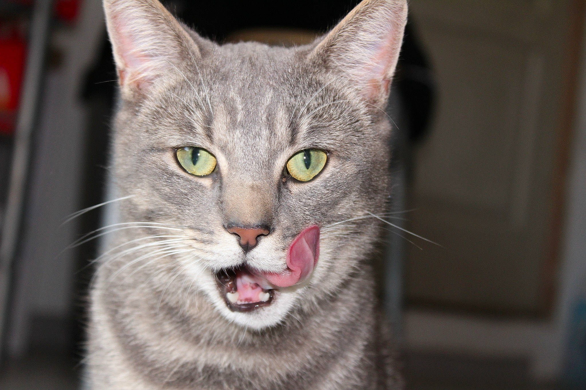 Grizou a rejoint le concours — aidez-le/la à gagner de superbes lots ! carnivore, cat, close_up, domestic_short_haired_cat, fang, felidae, fur, grey, jaw, small_to_medium_sized_cats, snout, terrestrial_animal, whiskers, wildlife