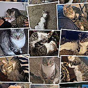 Phoenix joined the competition — help win amazing prizes! cat, tabby_cat, indoor, carpet, couch, lap, sleeping, curious, pet, feline, animal, close_up, resting, cute, fur, whiskers, paws, relaxed, collage, home