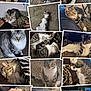 cat, tabby_cat, indoor, carpet, couch, lap, sleeping, curious, pet, feline, animal, close_up, resting, cute, fur, whiskers, paws, relaxed, collage, home
