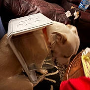 Rj is registered to the contest to win money with this photo: animal, brown, casual, closeup, collar, dog, domestic, floor, furniture, head_stuck, home, indoor, leather_couch, messy, pet, plastic_container, rug, sad, sitting, white