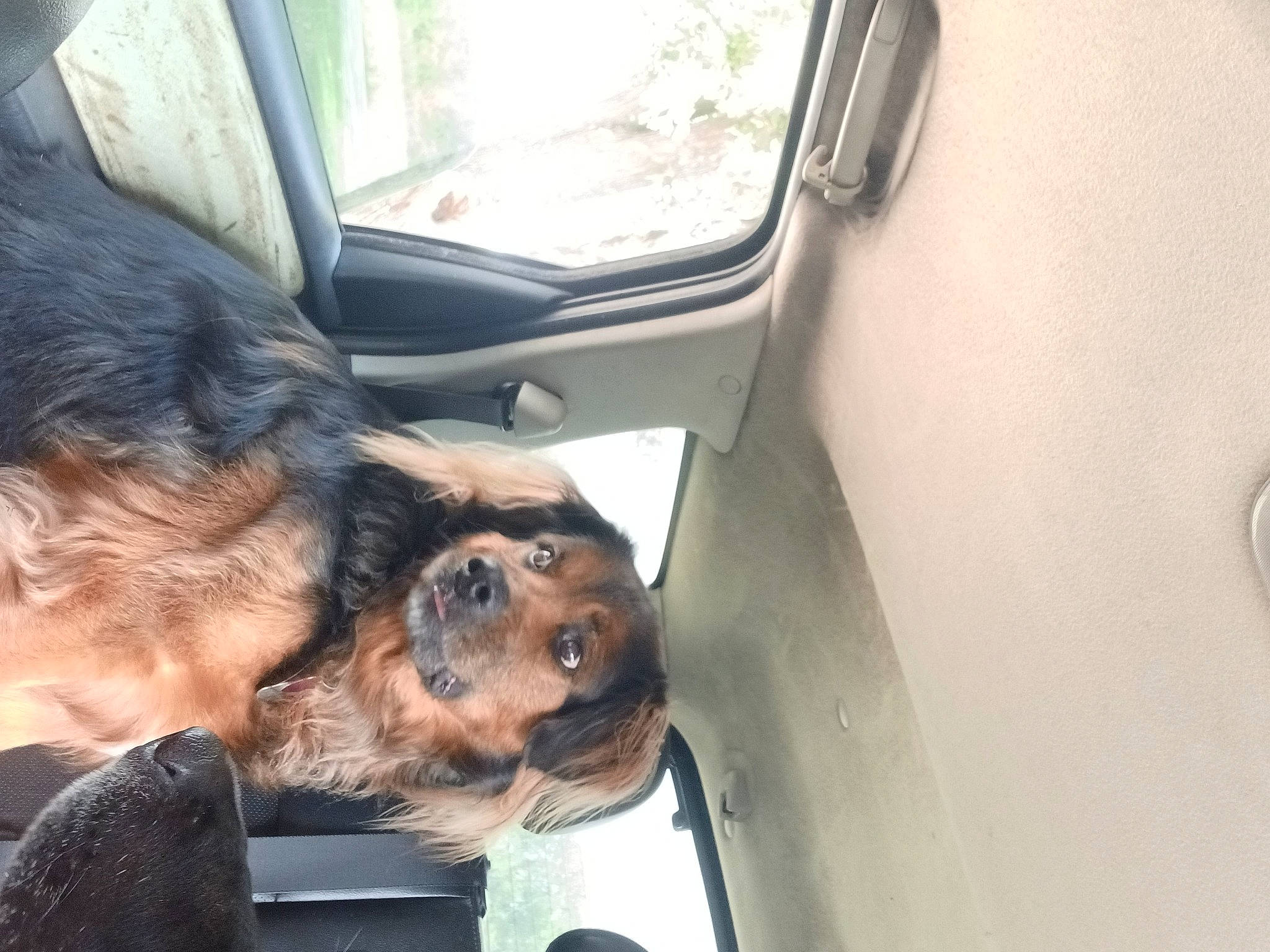 Kujo joined the competition — help win amazing prizes! auto_part, automotive_exterior, automotive_window_part, car, car_seat, carnivore, comfort, companion_dog, dog, dog_breed, family_car, fawn, fur, liver, luxury_vehicle, motor_vehicle, vehicle, vehicle_door, window, working_animal