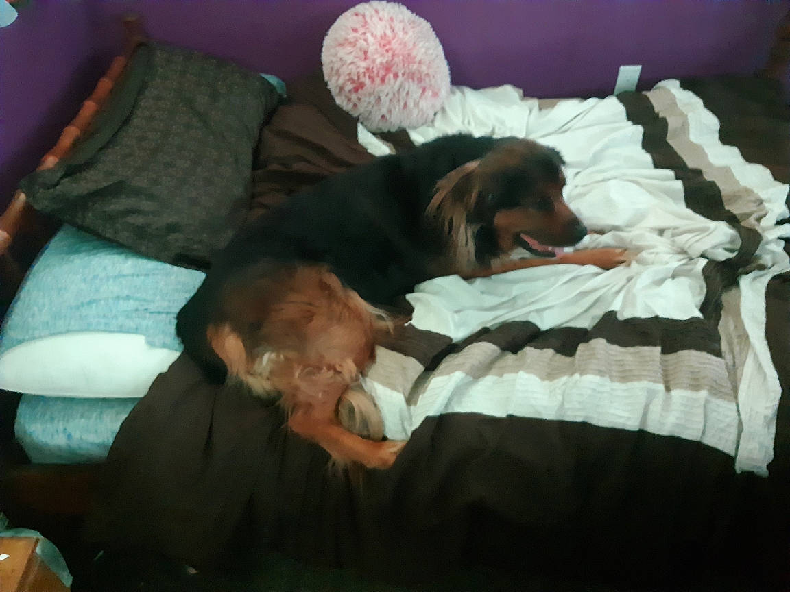 Kujo joined the competition — help win amazing prizes! bed, bedding, bedtime, canidae, carnivore, comfort, companion_dog, dog, dog_breed, dog_supply, duvet, fur, linens, liver, nap, pillow, room, spaniel, sporting_group, working_animal