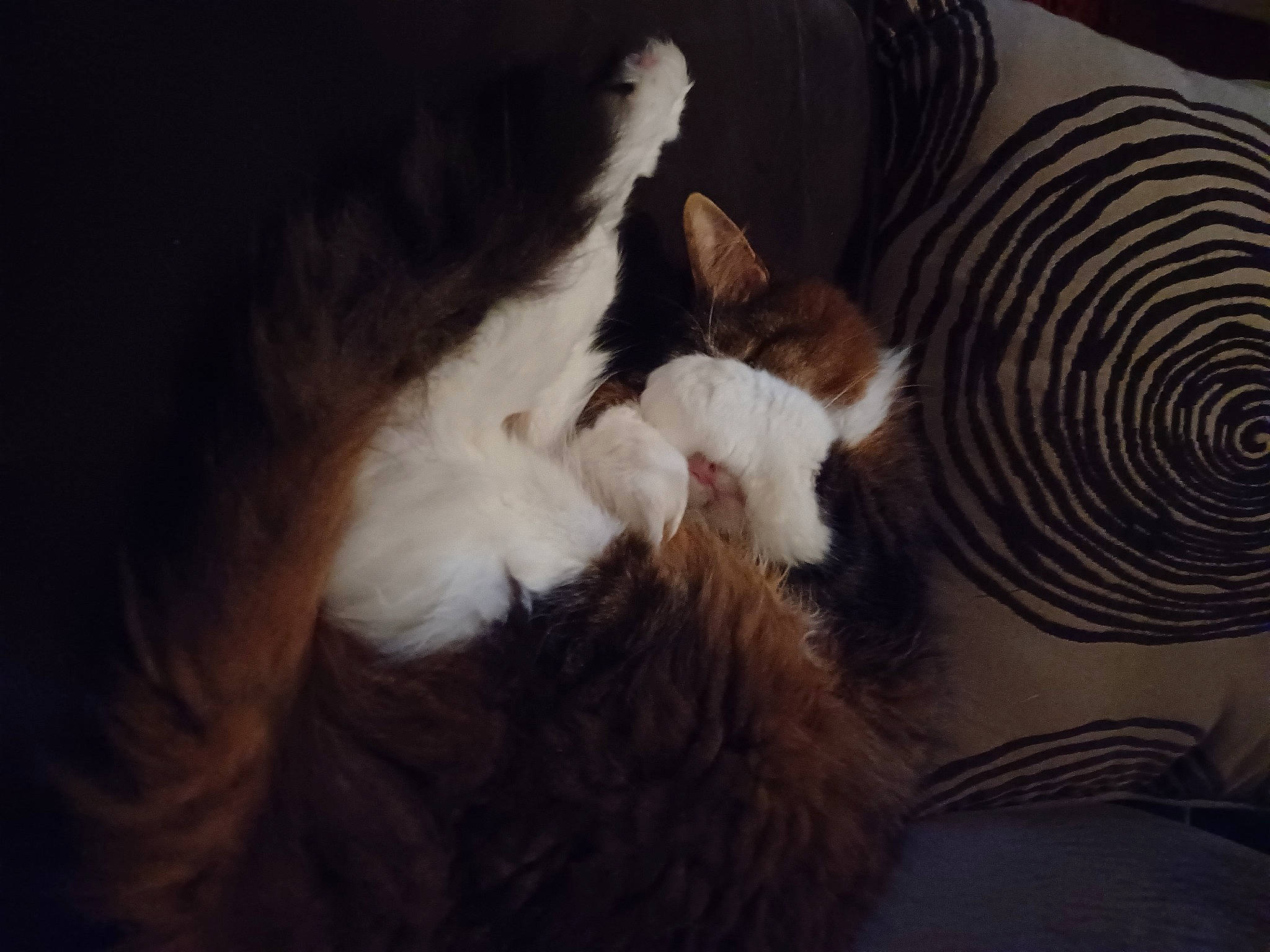 Taz joined the competition — help win amazing prizes! brown, carnivore, cat, cat_supply, claw, comfort, couch, darkness, domestic_short_haired_cat, felidae, fur, gesture, hardwood, nap, paw, room, small_to_medium_sized_cats, tail, whiskers, wood