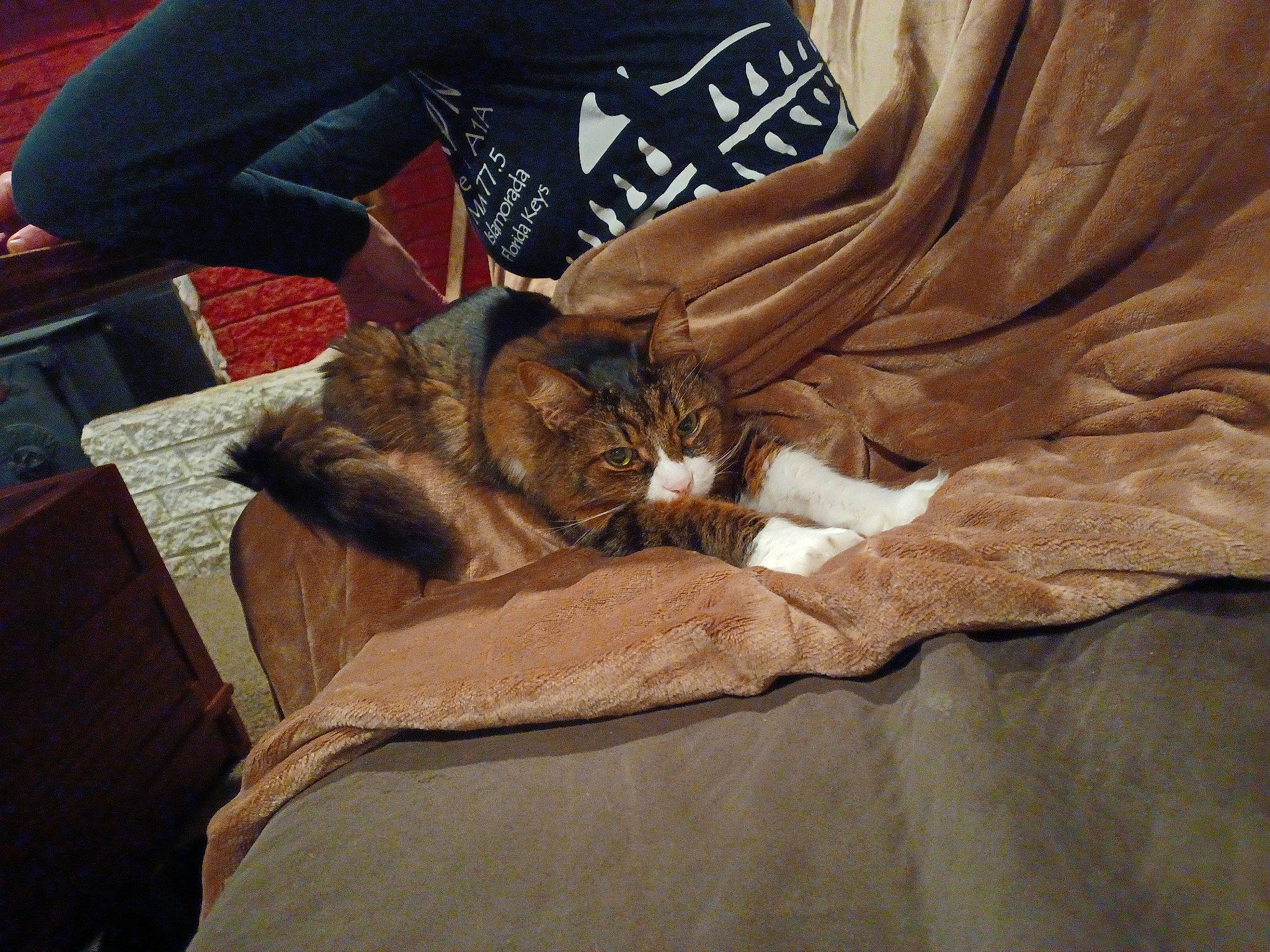 Taz is registered to the contest to win money with this photo: brown, carnivore, cat, claw, comfort, domestic_short_haired_cat, fawn, felidae, fur, human_leg, lap, linens, nail, nap, paw, sitting, small_to_medium_sized_cats, whiskers, wood, wrist