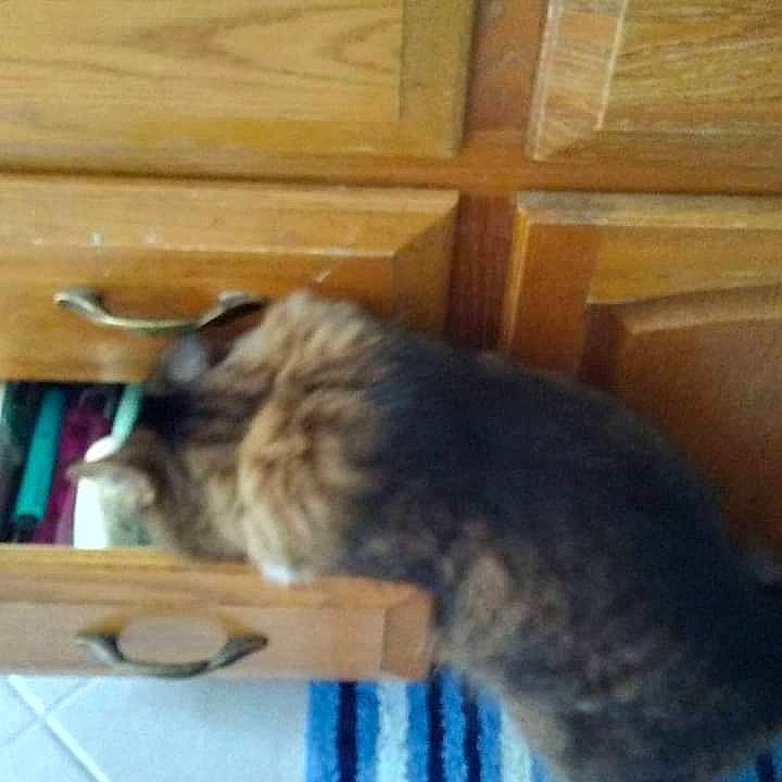 Taz joined the competition — help win amazing prizes! box, carnivore, cat, comfort, dog_breed, domestic_short_haired_cat, felidae, flooring, fur, hardwood, paw, small_to_medium_sized_cats, tail, terrestrial_animal, whiskers, wood, wood_stain