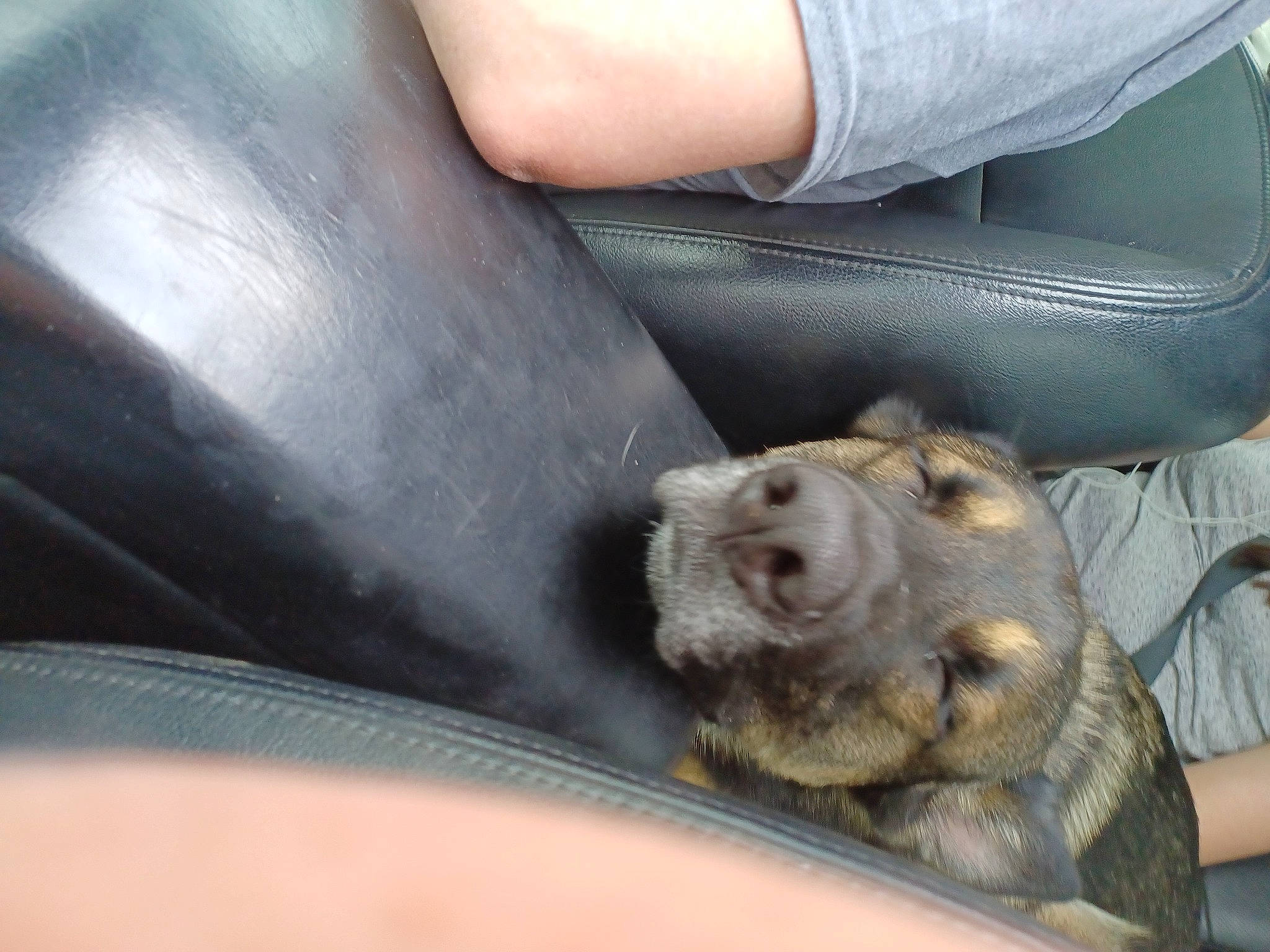 Blaze joined the competition — help win amazing prizes! auto_part, automotive_exterior, automotive_mirror, automotive_window_part, car_seat, carnivore, comfort, companion_dog, dog, dog_breed, hand, hood, liver, motor_vehicle, snout, vehicle, vehicle_door, window, windscreen_wiper, windshield