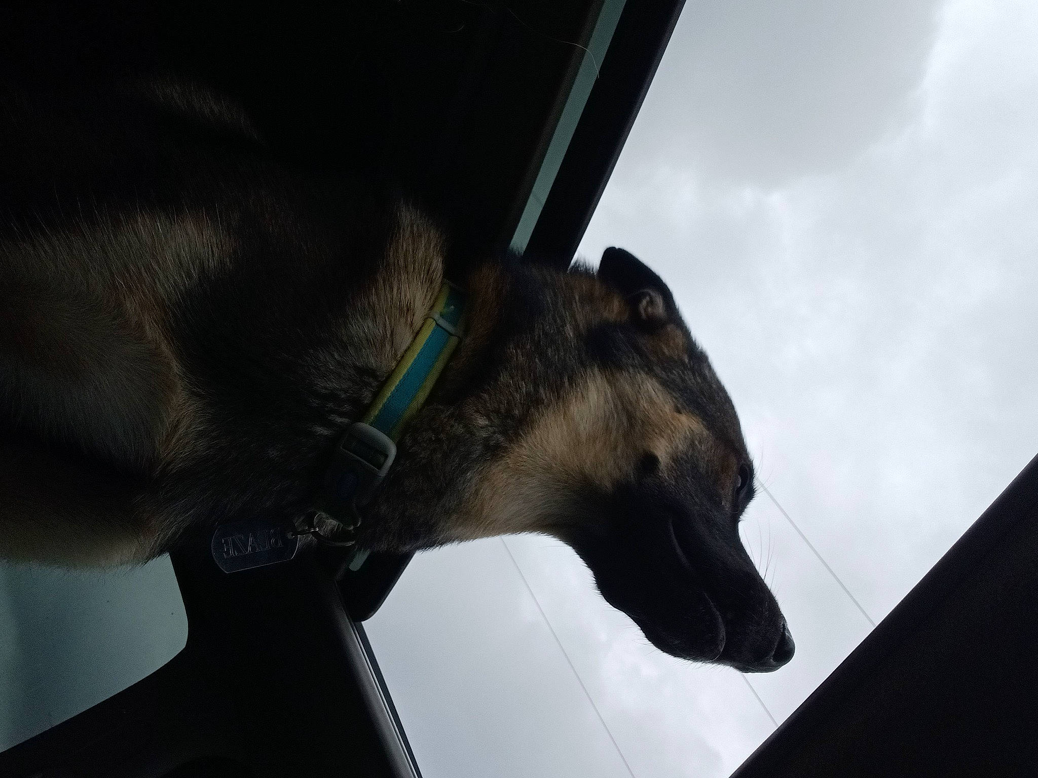 Blaze is registered to the contest to win money with this photo: building, canidae, carnivore, cloud, collar, dog, dog_breed, dog_collar, electric_blue, fashion_accessory, glass, pet_supply, sky, snout, sporting_group, tail, tints_and_shades, whiskers, window, working_animal