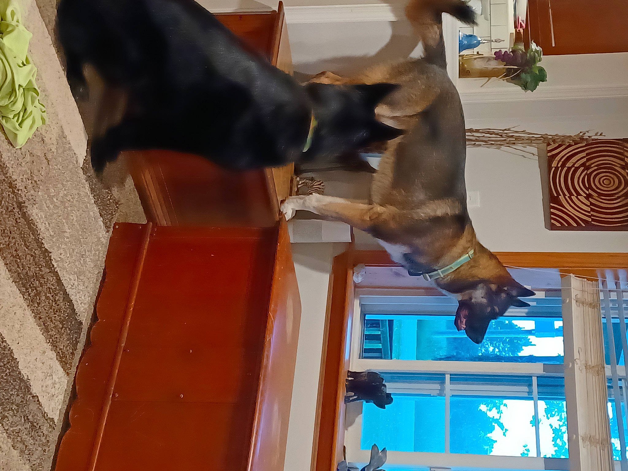 Blaze joined the competition — help win amazing prizes! canidae, carnivore, collar, dairy, dog, dog_breed, fawn, fun, guard_dog, houseplant, liver, mammal, pet_supply, snout, sporting_group, stallion, vertebrate, wood, working_animal