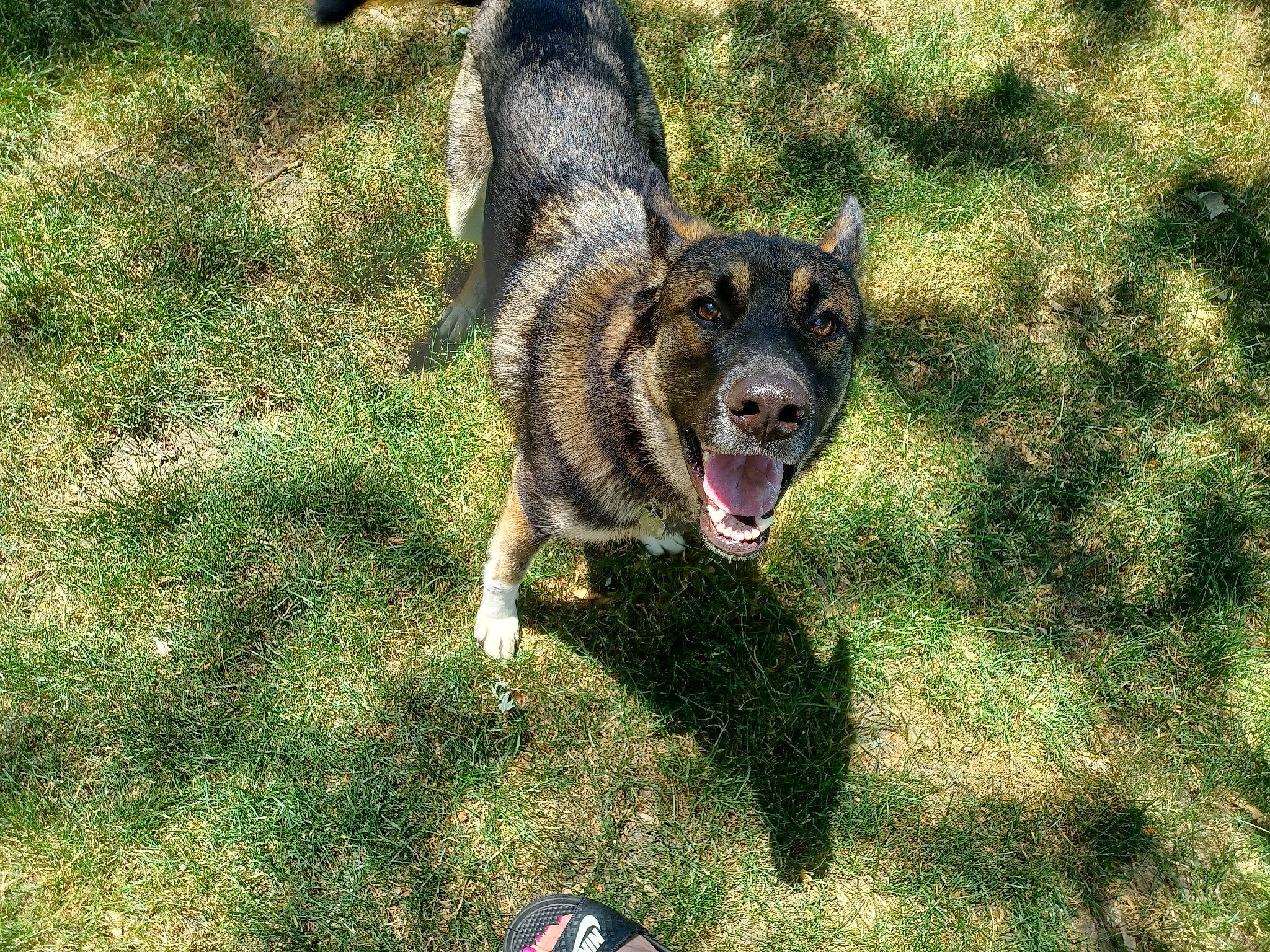 Blaze is registered to the contest to win money with this photo: canidae, carnivore, collar, companion_dog, dog, dog_breed, foot, german_shepherd_dog, grass, guard_dog, old_german_shepherd_dog, paw, snout, soil, sporting_group, tail, terrestrial_animal, whiskers, working_animal, working_dog