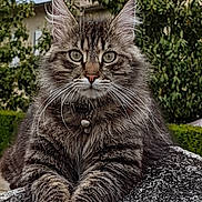 Pilar Garcia participe au concours pour gagner de l'argent avec cette photo : cat, tabby, fluffy, animal, pet, outdoor, rock, nature, tree, greenery, fur, whiskers, ears, collar, portrait, closeup, eyes, relaxed, mammal, feline