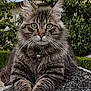 cat, tabby, fluffy, animal, pet, outdoor, rock, nature, tree, greenery, fur, whiskers, ears, collar, portrait, closeup, eyes, relaxed, mammal, feline