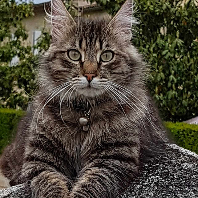 Pilar Garcia participe au concours pour gagner de l'argent avec cette photo : animal, cat, closeup, collar, ears, eyes, feline, fluffy, fur, greenery, mammal, nature, outdoor, pet, portrait, relaxed, rock, tabby, tree, whiskers