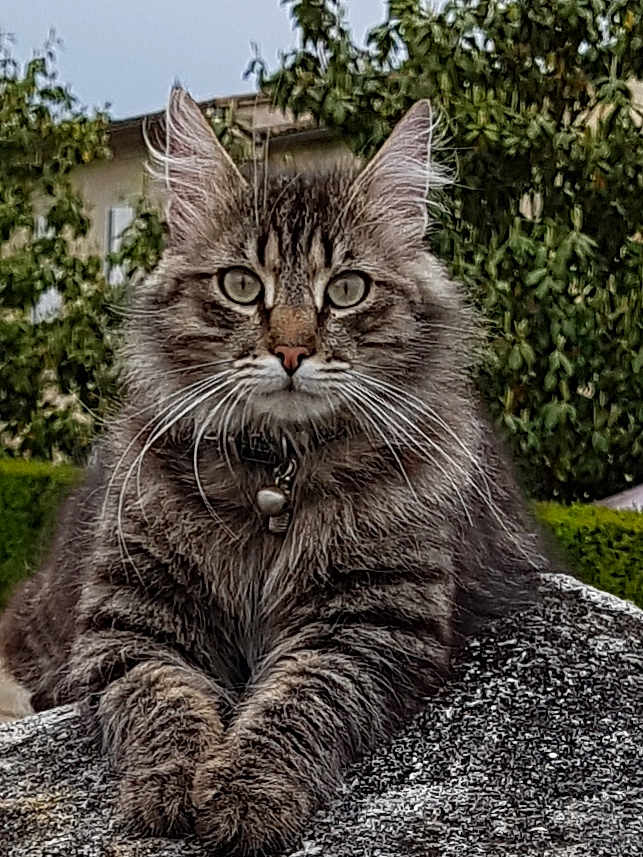 Pilar Garcia participe au concours pour gagner de l'argent avec cette photo : cat, tabby, fluffy, animal, pet, outdoor, rock, nature, tree, greenery, fur, whiskers, ears, collar, portrait, closeup, eyes, relaxed, mammal, feline