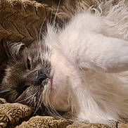 Fifi joined the competition — help win amazing prizes! cat, sleeping, fluffy, fur, whiskers, close_up, pet, domestic_cat, blanket, cozy, paw, nose, portrait, indoor, relaxed, soft_texture, feline, cuddly, whisker_detail, long_hair