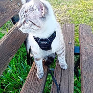 Filou a rejoint le concours — aidez-le/la à gagner de superbes lots ! cat, animal, pet, harness, bench, wood, grass, outdoor, nature, feline, sitting, side_view, daylight, greenery, whiskers, ears, paws, fur, curious, leash