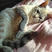 Filou a rejoint le concours — aidez-le/la à gagner de superbes lots ! cat, animal, pet, feline, fur, whiskers, relaxed, sleeping, blanket, pink, cozy, indoor, paw, tail, closeup, sunlight, resting, cute, soft, comfort