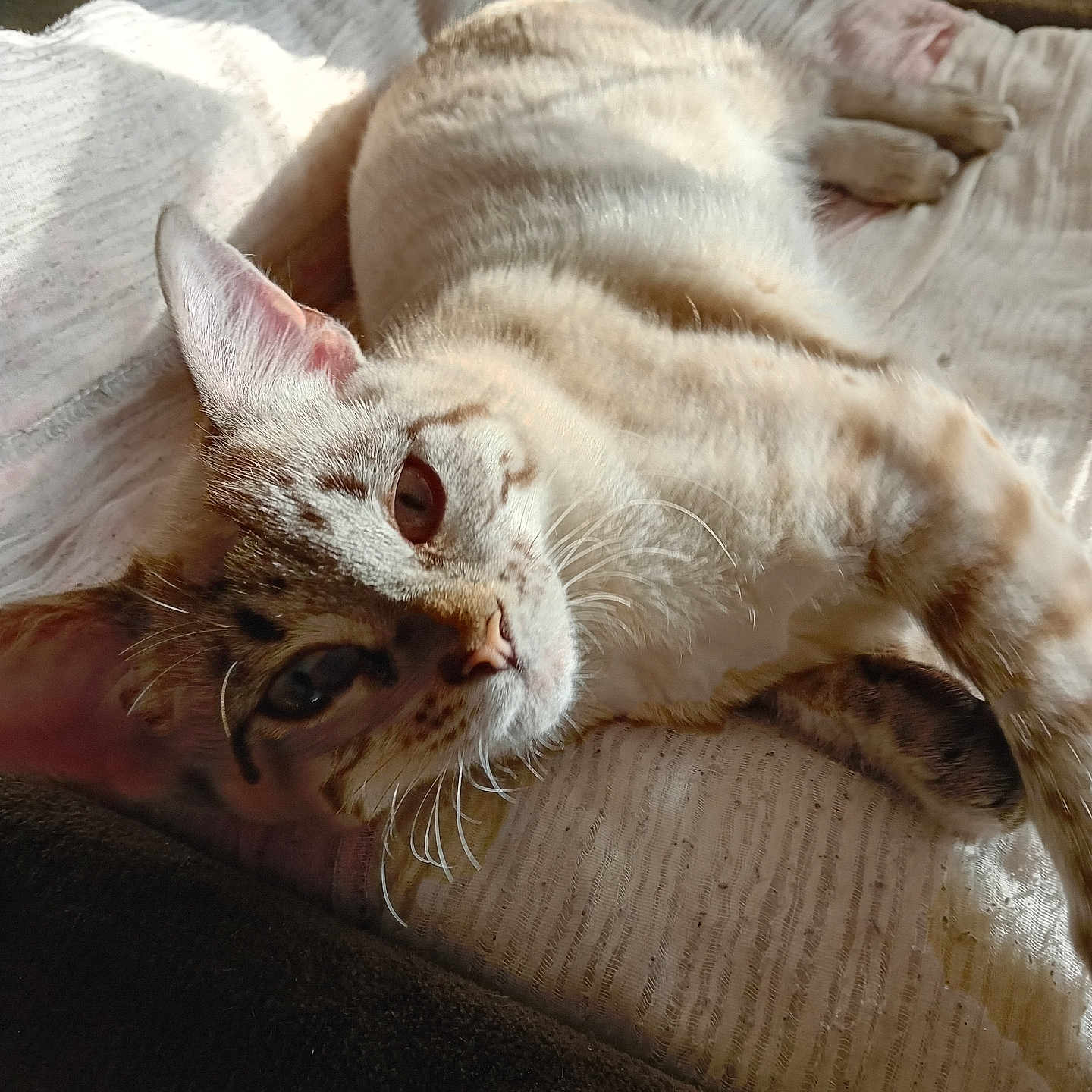 Filou a rejoint le concours — aidez-le/la à gagner de superbes lots ! animal, blanket, cat, closeup, comfortable, cozy, ears, feline, fur, indoor, paw, pet, relaxation, resting, shadow, soft, striped, sunlight, texture, whiskers
