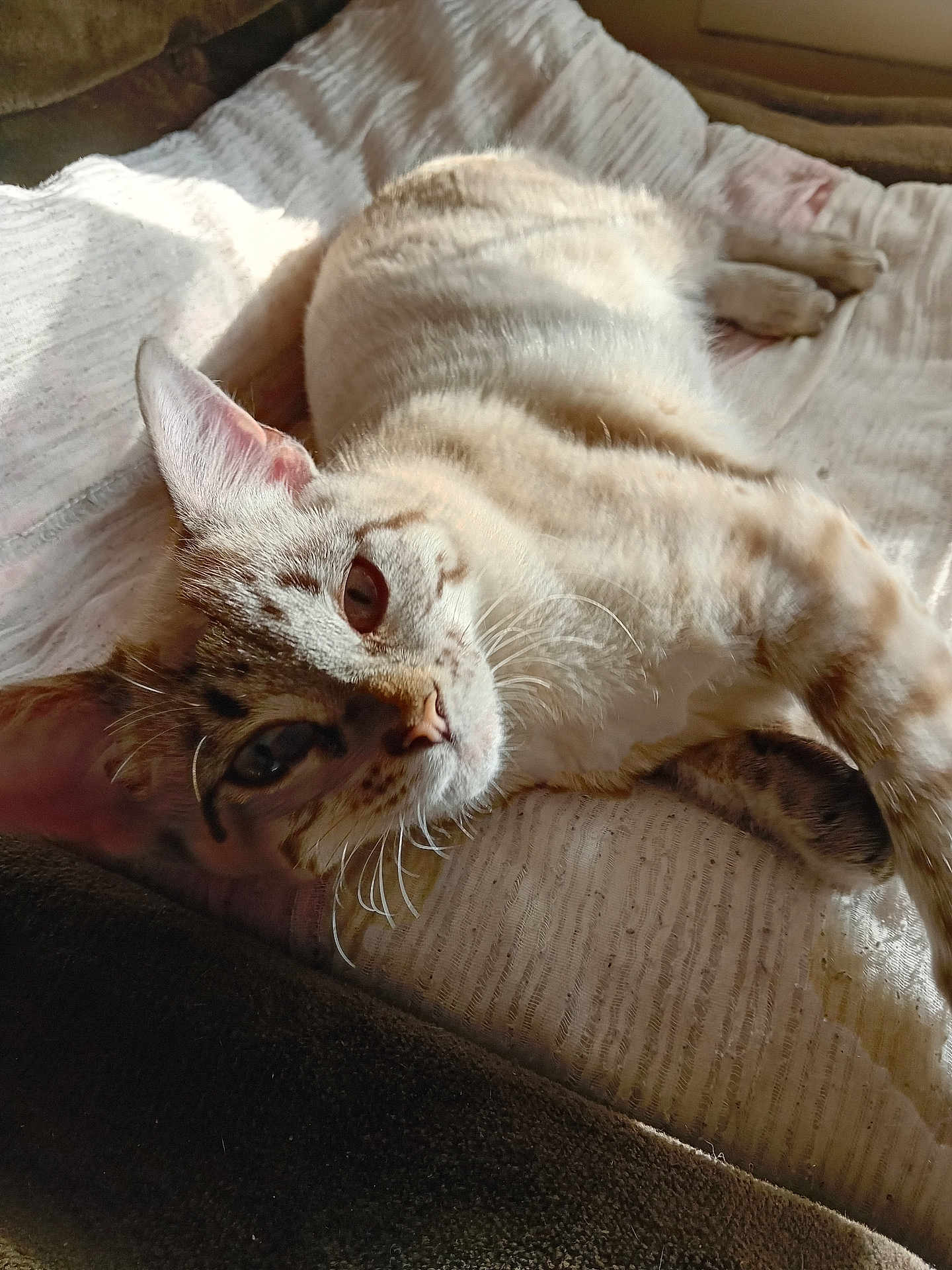 Filou a rejoint le concours — aidez-le/la à gagner de superbes lots ! cat, feline, pet, animal, resting, blanket, sunlight, shadow, fur, whiskers, indoor, cozy, relaxation, closeup, texture, soft, striped, ears, paw, comfortable