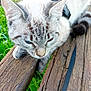 Filou participe au concours pour gagner de l'argent avec cette photo : cat, animal, pet, outdoor, wood, planks, fur, blue_eyes, striped, closeup, nature, greenery, resting, whiskers, ears, curious, domestic_cat, leash, texture, daylight
