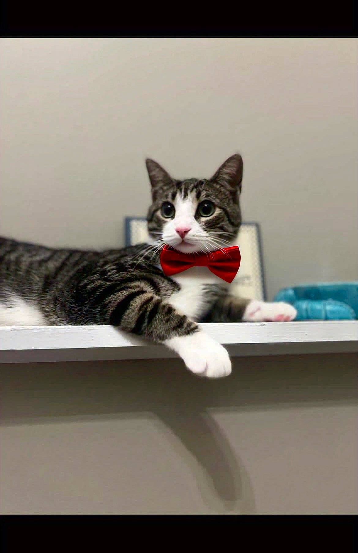 Theodore Timothy Fin