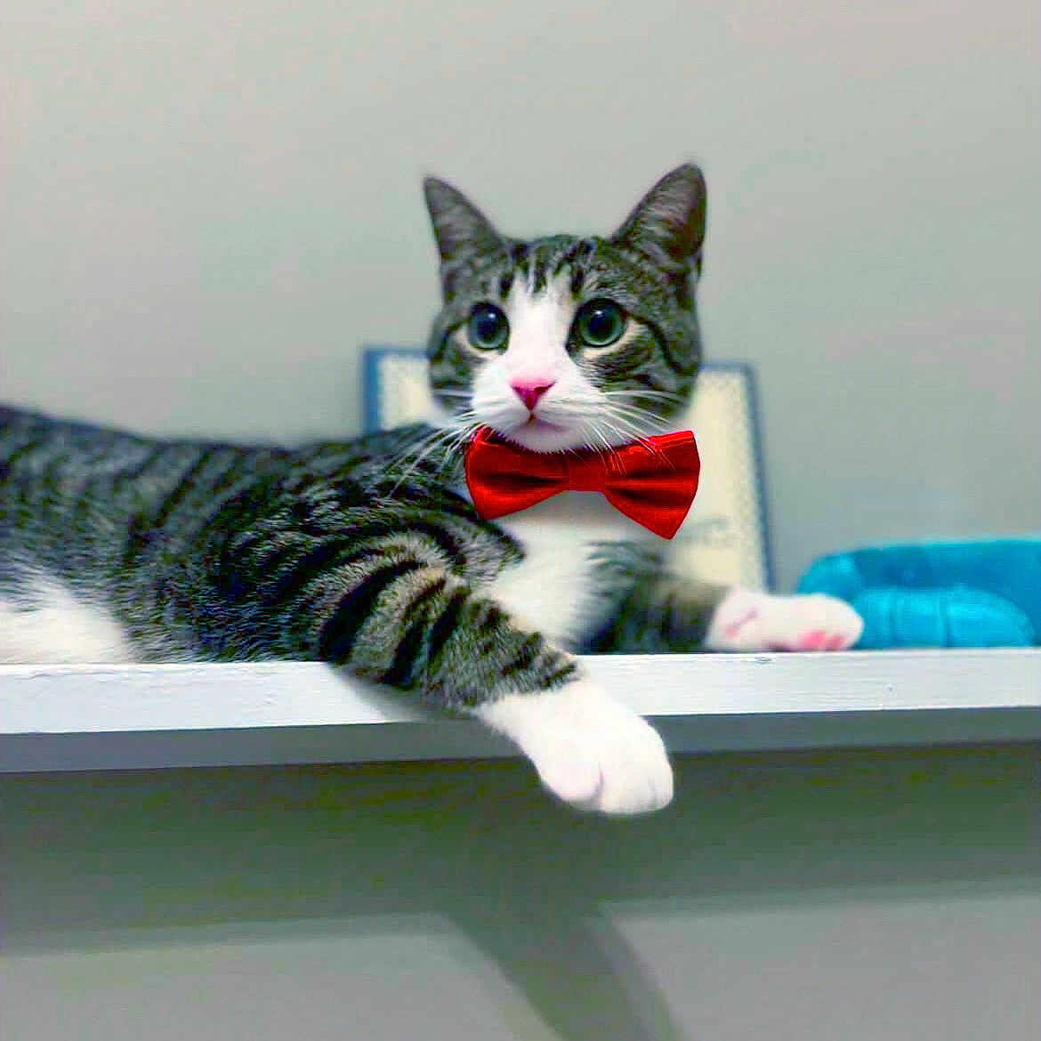 Theodore Timothy Fin