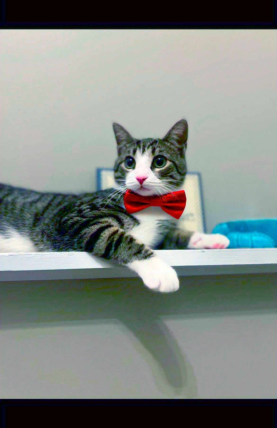 Theodore Timothy Fin