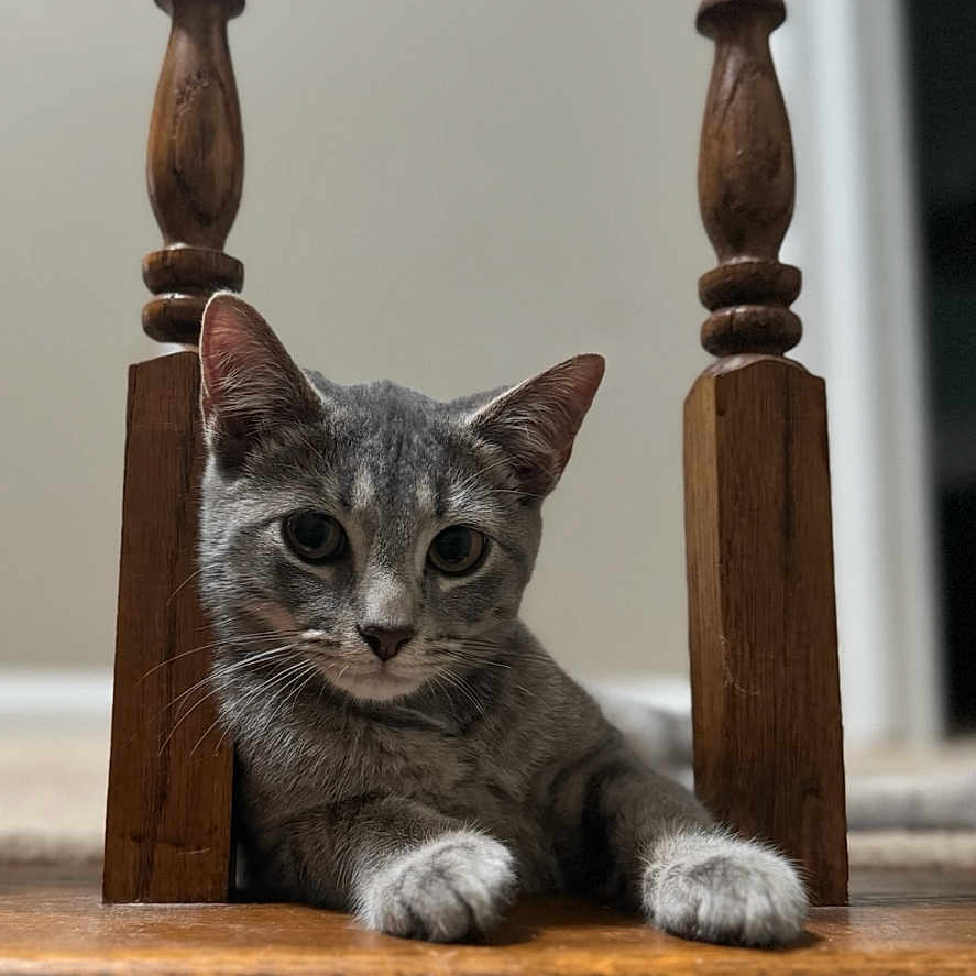 Luna Lucía is registered to the contest to win money with this photo: abyssinian, altar, animal, architecture, building, cat, church, egyptiancat, furniture, handrail, hardwood, indoors, kitten, manx, pet, plywood, shelf, window, windowsill, wood