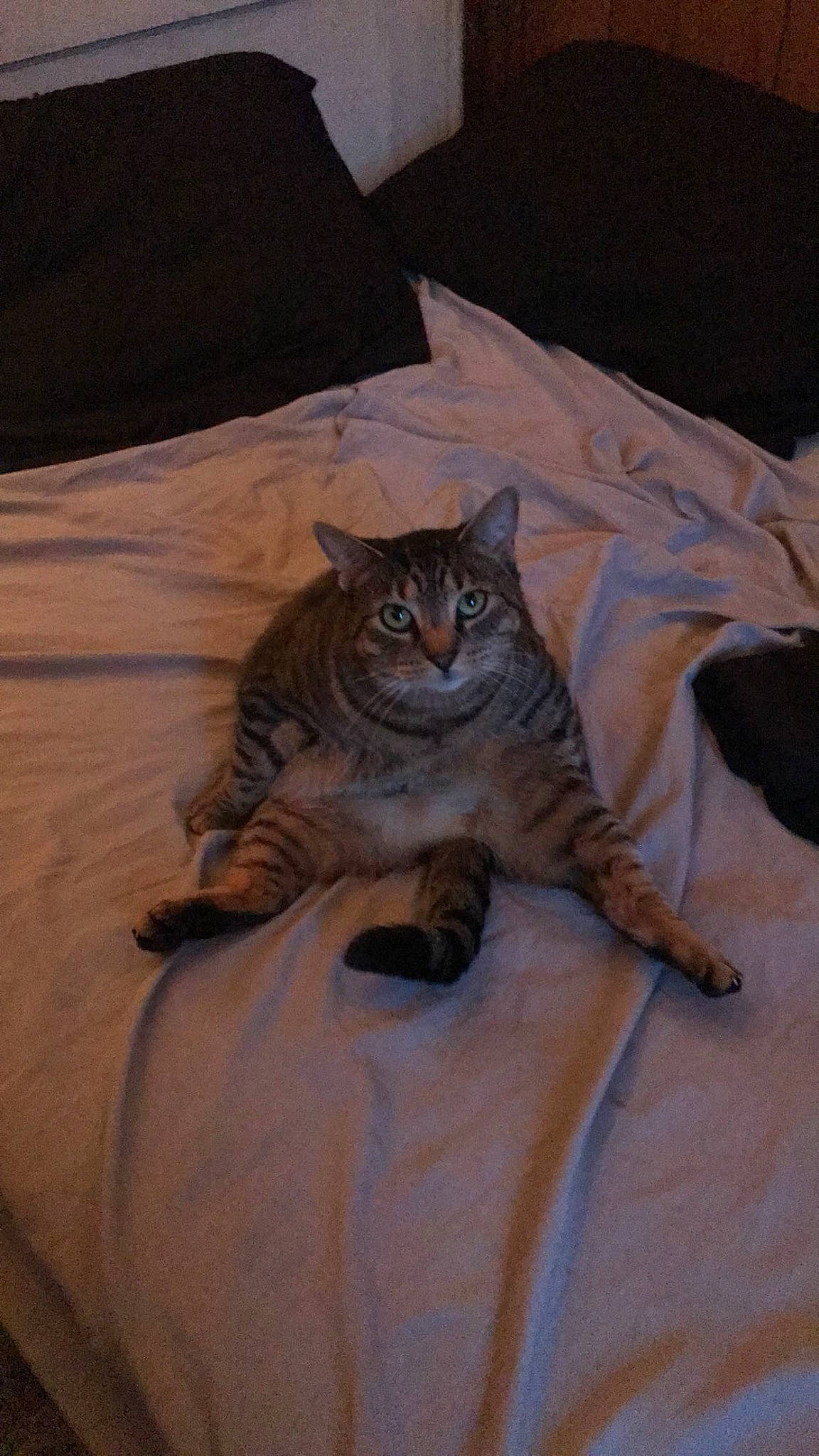 Jenny is registered to the contest to win money with this photo: bed, bedding, brown, carnivore, cat, comfort, domestic_short_haired_cat, fawn, felidae, flooring, fur, grey, hardwood, linens, pillow, small_to_medium_sized_cats, snout, terrestrial_animal, whiskers, wood