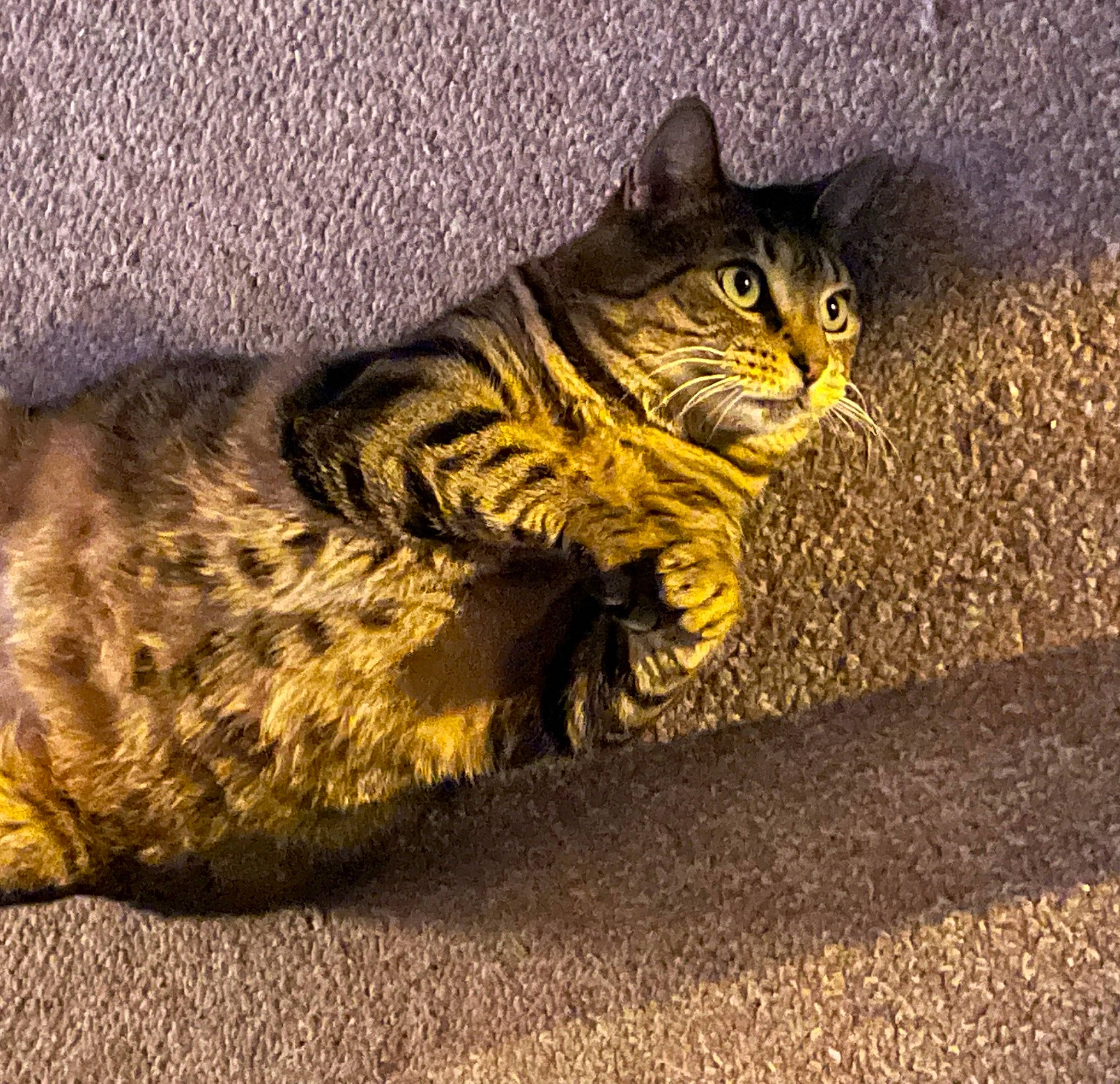 Jenny is registered to the contest to win money with this photo: asphalt, carnivore, cat, domestic_short_haired_cat, eye, felidae, fur, grass, paw, road_surface, sand, sitting, small_to_medium_sized_cats, snout, tail, terrestrial_animal, whiskers, wildlife