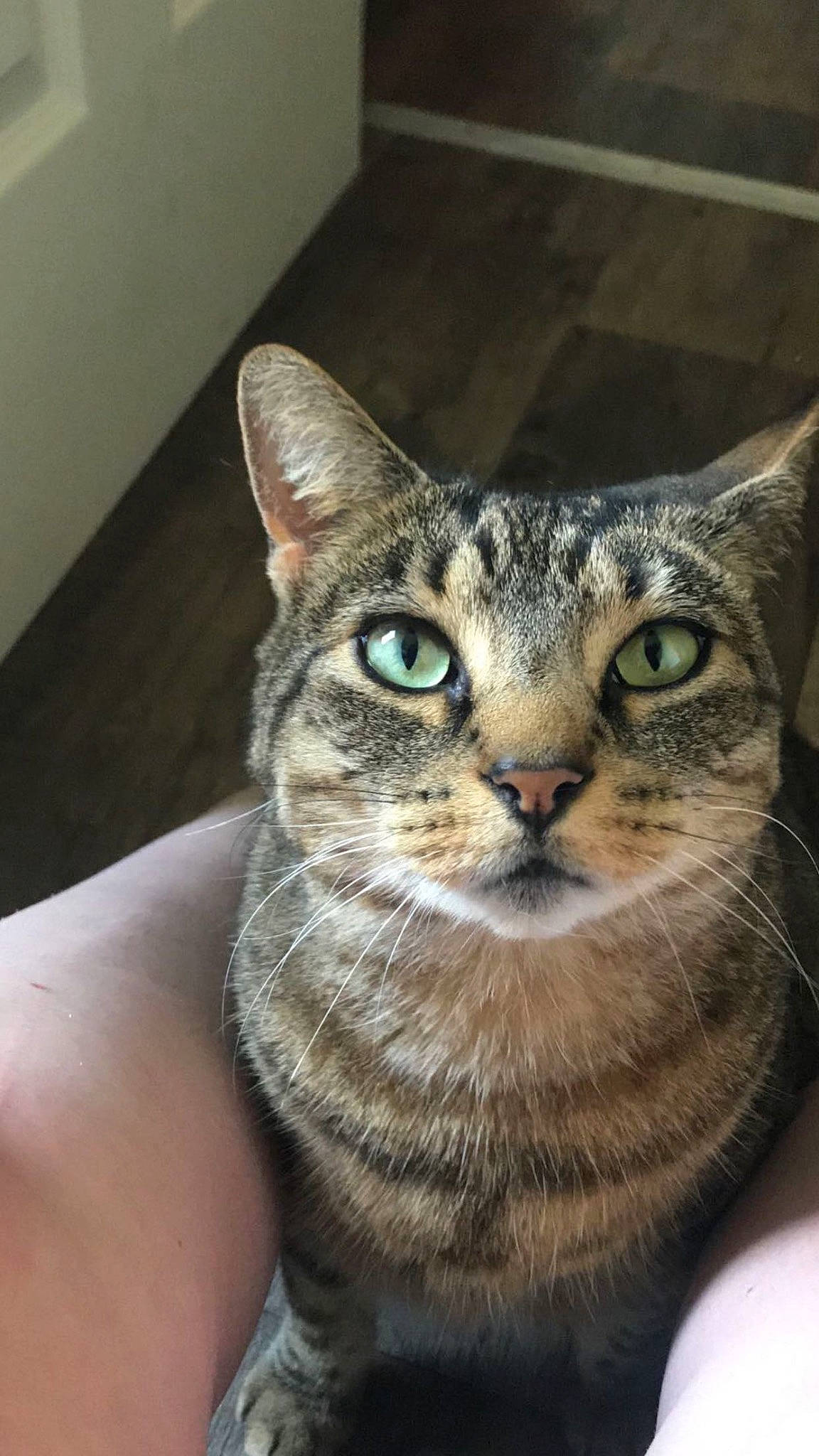 Jenny joined the competition — help win amazing prizes! carnivore, cat, domestic_short_haired_cat, door, felidae, fur, small_to_medium_sized_cats, snout, terrestrial_animal, whiskers, window